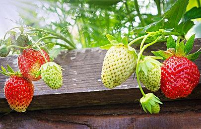 顽皮牛团队首作恐怖游戏《窒爱SUFFOCATE》宣布发售日期